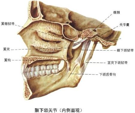 保健按摩師教材