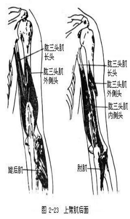 保健按摩師教材