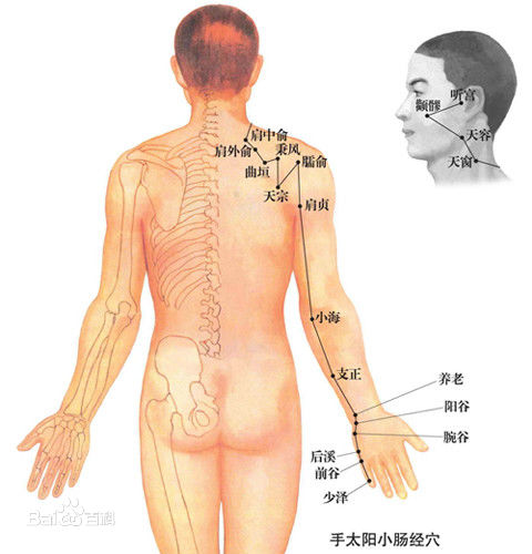 手太陽小腸經