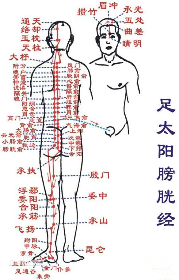 足太陽膀胱經