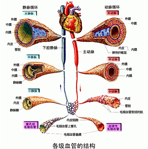 血管結構知識